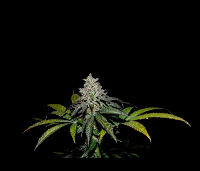 SPRITZ X FRUITY PEBBLES OG X25-SECRET FILE (DS)