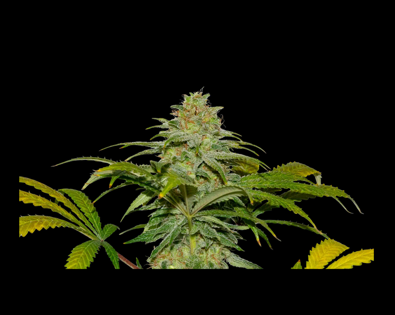 PAPAYA X FRUITY PEBBLES OG X3+1-SECRET FILE (DS)