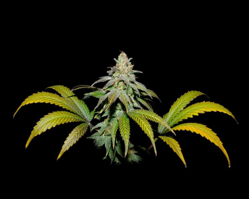 GUAVA X FRUITY PEBBLES OG X25-SECRET FILE (DS)