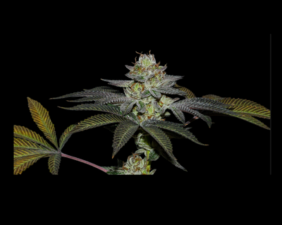 COCO NUTTY X FRUITY PEBBLES OG X3+1-SECRET FILE (DS)