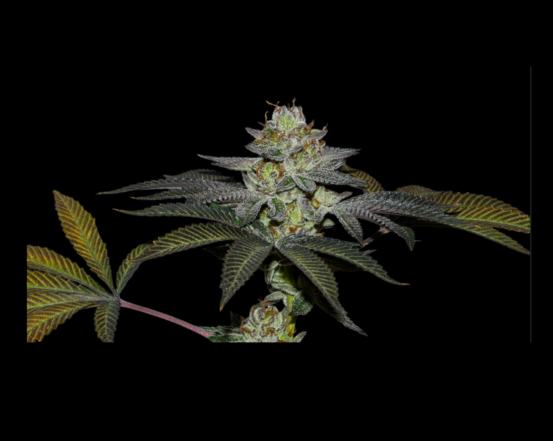 COCO NUTTY X FRUITY PEBBLES OG X25-SECRET FILE (DS)