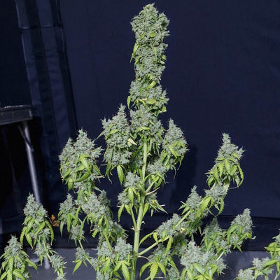 MAGIC TREE AUTO X3-EVA SEEDS (DS)