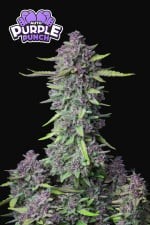 PURPLE PUNCH AUTO X3-FAST BUDS (DS)