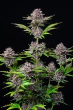 PURPLE PUNCH AUTO X3-FAST BUDS (DS)