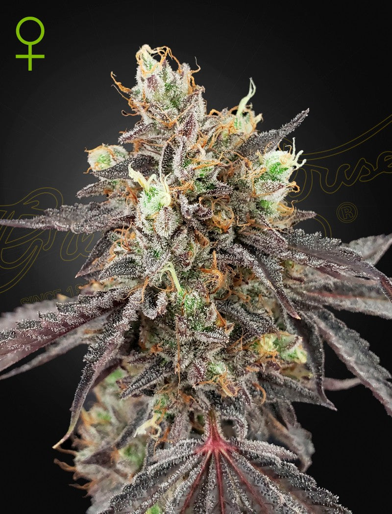 GELATO 41 X GELATO 41 AUTO X3-GREEN HOUSE (DS)