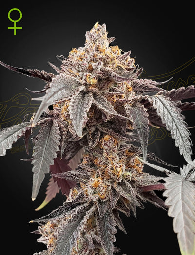 GUAVA X GELATO 41 AUTO X3 -GREEN HOUSE (DS)