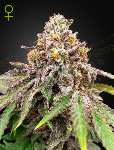 BLUE HAZE X GELATO 41 AUTO X3 -GREEN HOUSE (DS)