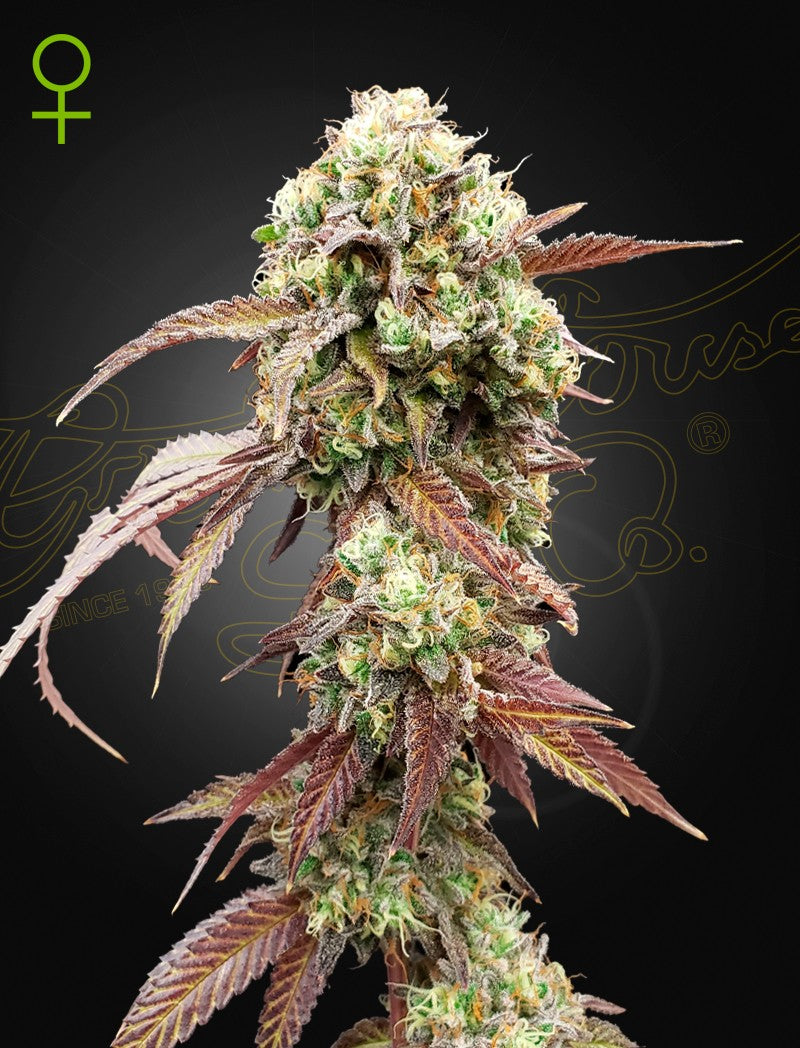 WEST COAST OG X GELATO 41 AUTO X3 -GREEN HOUSE (DS)