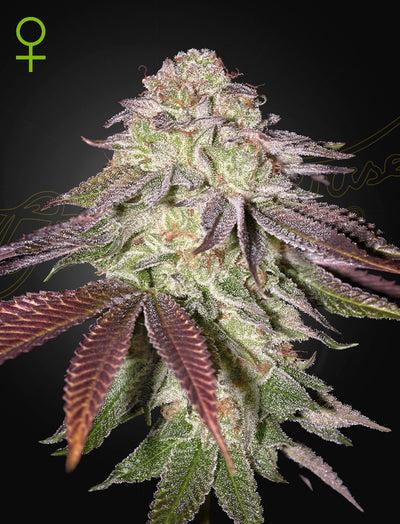 SUGARLATO AUTO X3 -GREEN HOUSE (DS)