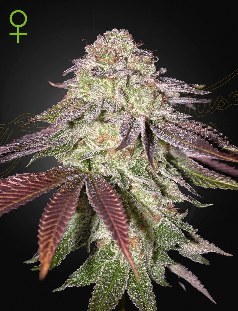 SUGARLATO AUTO X3 -GREEN HOUSE (DS)