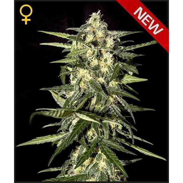 JACKS DREAM FEM X3 -GREEN HOUSE (DS)