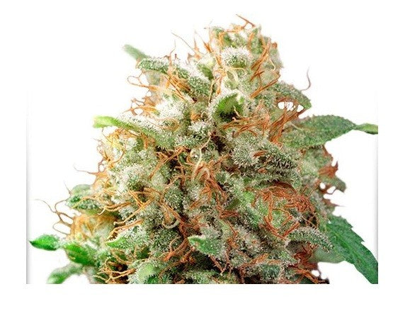 MAZAR FEM X100-DUTCH PASSION (DS)