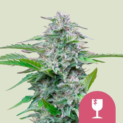 CRITICAL FEM X100-ROYAL QUEEN SEEDS (DS)