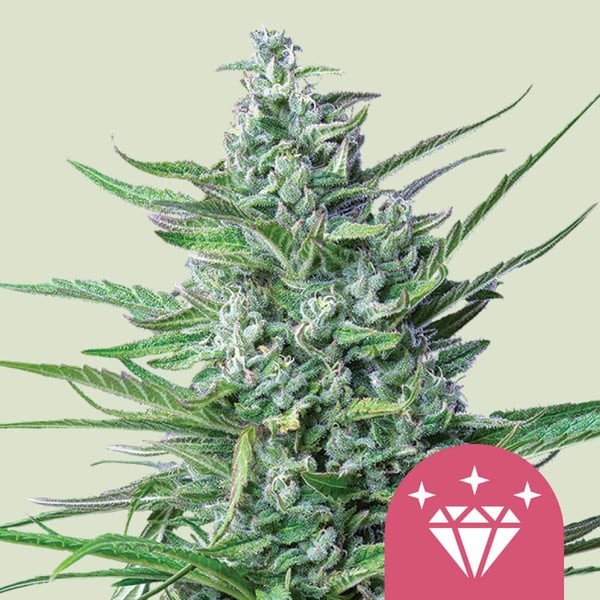 SPECIAL KUSH N1 FEM X100-ROYAL QUEEN SEEDS (DS)