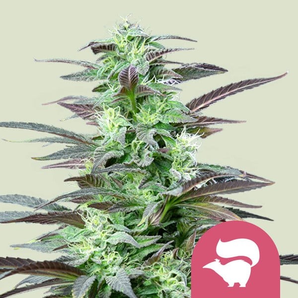 SKUNK XL FEM X100-ROYAL QUEEN SEEDS (DS)