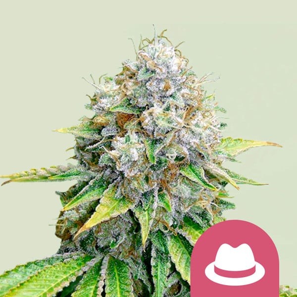 O.G. KUSH FEM X100-ROYAL QUEEN SEEDS (DS)