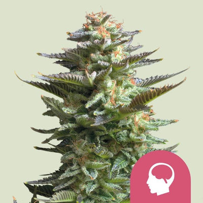 AMNESIA HAZE FEM X100-ROYAL QUEEN SEEDS (DS)