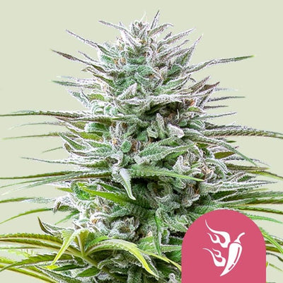 SPEEDY CHILE FAST FEM X100-ROYAL QUEEN SEEDS (DS)