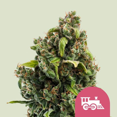 CANDY KUSH EXPRESS FAST FEM X100-ROYAL QUEEN SEEDS (DS)