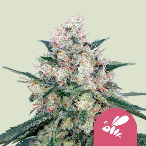 HONEY CREAM FAST FEM X100-ROYAL QUEEN SEEDS (DS)