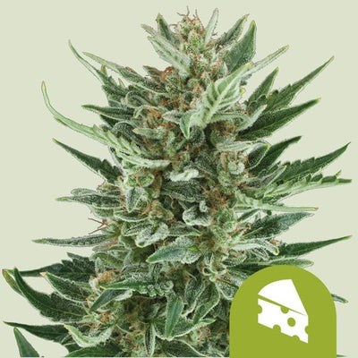 ROYAL CHEESE AUTO X10-ROYAL QUEEN (DS)