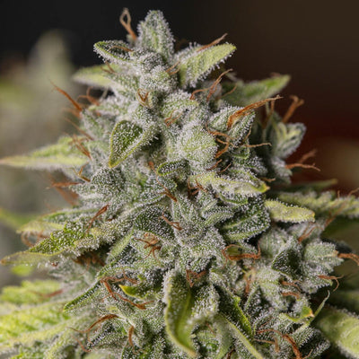 VIEJO TOBY FEM X3+1-EVA SEEDS (DS)