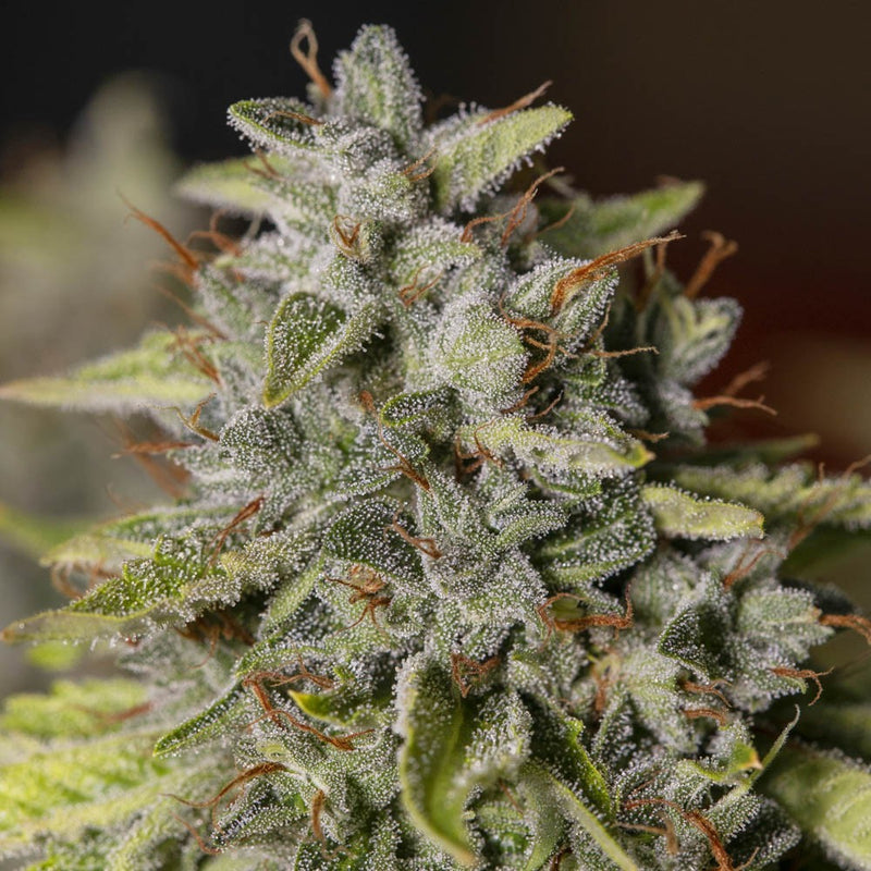 VIEJO TOBY FEM X3+1-EVA SEEDS (DS)