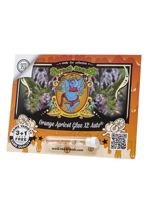 ORANGE APRICOT GLUE XL AUTO X25-SWEET SEEDS (DS)