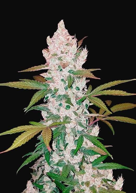 GIRL SCOUT COOKIES AUTO X3-FAST BUDS (DS)