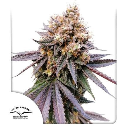 GMO FAST X3-DUTCH PASSION (DS)