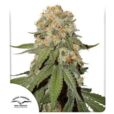 ORANGE BUD FEM X25-DUTCH PASSION (DS)