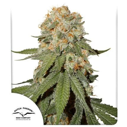 ORANGE BUD FEM X25-DUTCH PASSION (DS)