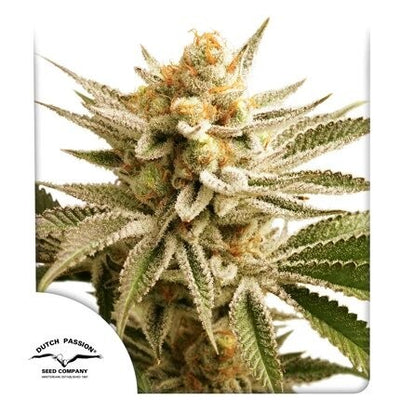 LEMON Z FEM X25-DUTCH PASSION (DS)