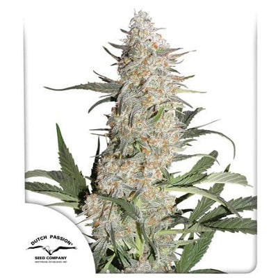 CRITICAL ORANGE PUNCH FEM X25-DUTCH PASSION (DS)
