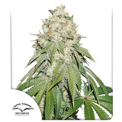 BANANA BLAZE FEM X25-DUTCH PASSION (DS)