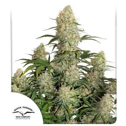 CRITICAL ORANGE PUNCH AUTO X25-DUTCH PASSION (DS)