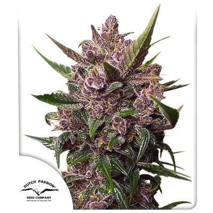BLACKBERRY KUSH AUTO X25-DUTCH PASSION (DS)