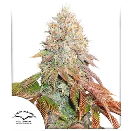 BANANA BLAZE AUTO X25-DUTCH PASSION (DS)
