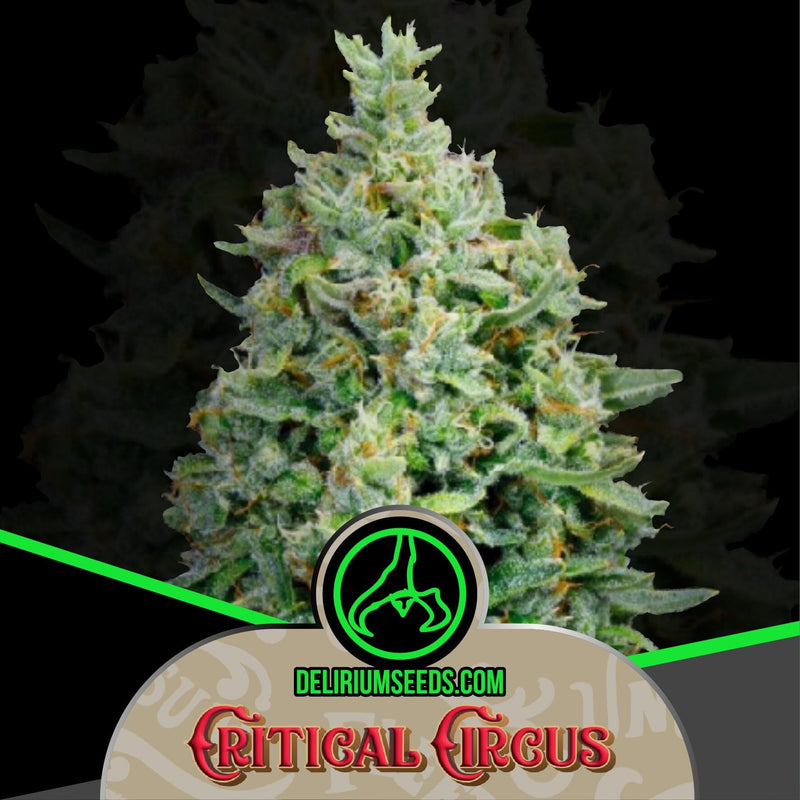 CRITICAL CIRCUS AUTO X4-DELIRIUM SEEDS (DS)