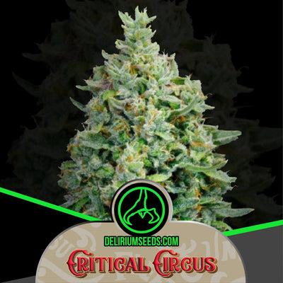 CRITICAL CIRCUS FEM X2-DELIRIUM SEEDS (DS)