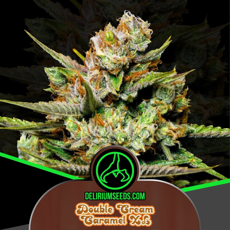 DOUBLE CREAM CARAMEL FEM X4-DELIRIUM SEEDS (DS)