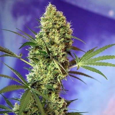 BIG DEVIL AUTO X5+2-SWEET SEEDS (DS)