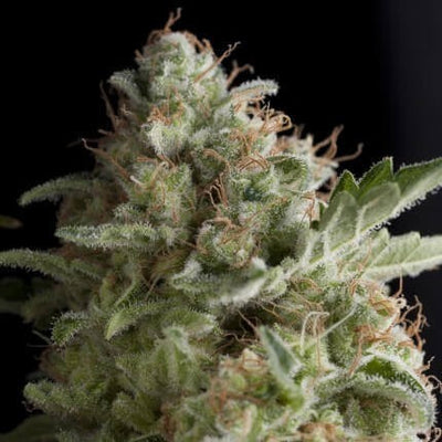 AMERICAN PIE FEM X5+2-PYRAMID SEEDS (DS)