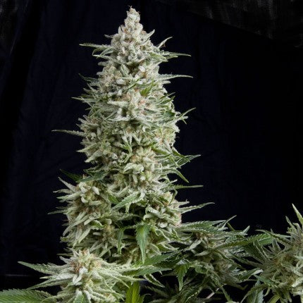 AMNESIA GOLD FEM X5+2-PYRAMID SEEDS (DS)