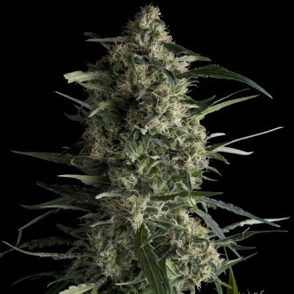 GALAXY FEM X5+2-PYRAMID SEEDS (DS)