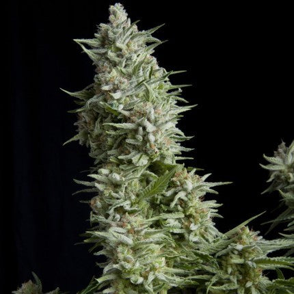 ALPUJARREÑA FEM X5+2-PYRAMID SEEDS (DS)