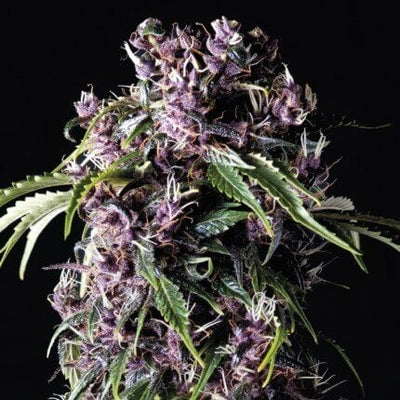 PURPLE FEM X5+2-PYRAMID SEEDS (DS)