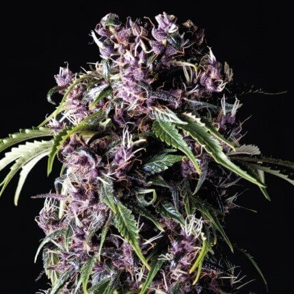 PURPLE FEM X5+2-PYRAMID SEEDS (DS)