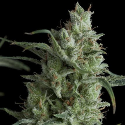KRYPTONITE FEM X5+2-PYRAMID SEEDS (DS)