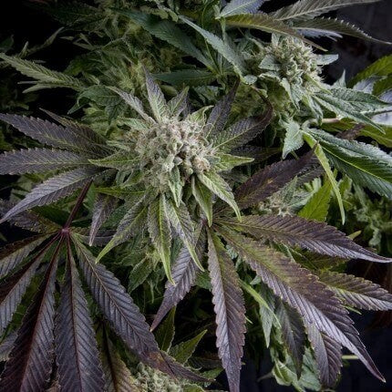 BLUE PYRAMID FEM X5+2-PYRAMID SEEDS (DS)